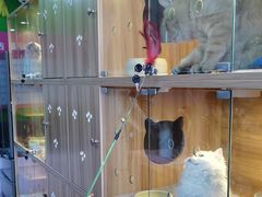 -喵百万·布偶·蓝金金渐层英短·猫舍(百子湾店)