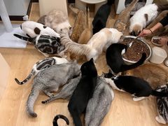 -有喵·猫咖·狗咖·30几只猫10只小狗(岗厦店)