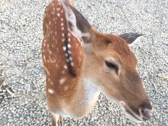 -鹿境梅花鹿生态园区