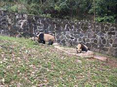 -都江堰中华大熊猫苑