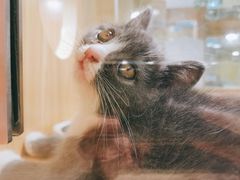 -屋虎猫馆(宝安大仟里店)