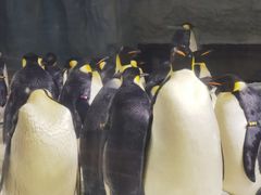 -珠海长隆海洋王国