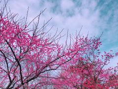 -花开海上生态园