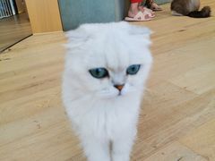 -CAT’S MEWSTAR CAFE·喵星球猫屋(晴湾咖啡店)