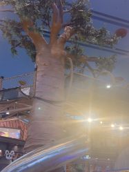 -卡通尼·Safari非洲探索乐园·生日会(金桥国际商业广场店)