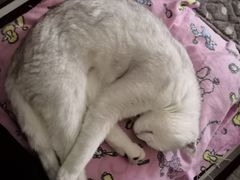 -米苏动物医院·犬猫专科·骨科外科内窥镜