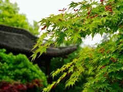 -扬州市茱萸湾风景区