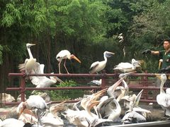 -新加坡飞禽公园
