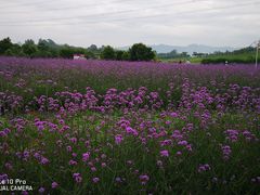 -紫颐香薰山谷景区