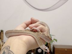 -酷以爬仙阁实体爬宠店·守宫·蜥蜴·专业繁育