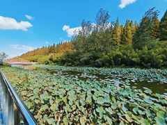 -黄海国家森林公园