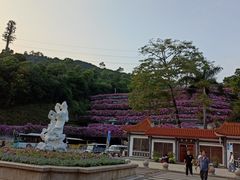 -深圳仙湖植物园