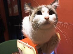 -猫色咖啡·猫咖