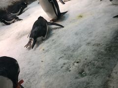 -大连圣亚海洋世界