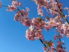 -新江湾城公园
