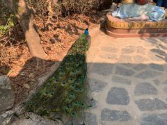 -瑞丽独树成林风景区