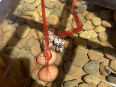 -江门古兜温泉小镇