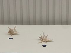 -青岛贝壳博物馆