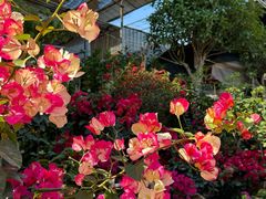 -桂林市花鸟市场