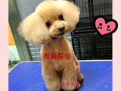 -我爱吾宠宠物美容院(朝阳路店)