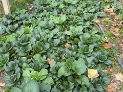 -马陆小张葡萄园农家乐