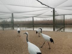 -盐城丹顶鹤湿地生态旅游区