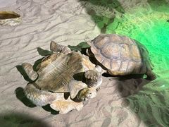 -萌宠奇缘(荣鼎店)