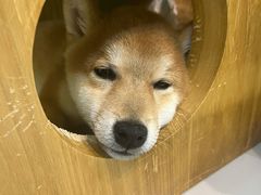 -柴源莊·柴小宠柴犬咖啡