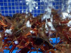 -香山湖渔家大院