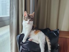 -瑞派伍一宠物医院·眼科·骨科·猫科转诊中心(马王堆院)