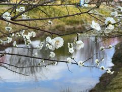 -花开海上生态园