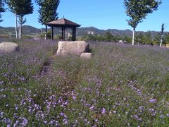 -羊亭河湿地公园