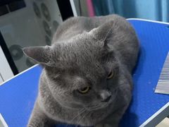 -福懋动物医院·犬猫全科·外科·重症科(杏林分院)