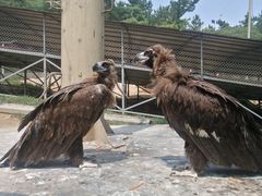 -西霞口神雕山野生动物世界