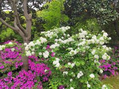 -上海滨江森林公园