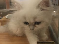 -袖虎·猫馆(体育西路店)