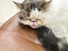 -共舞时光猫咖·狗咖(新街口店)