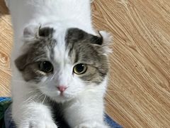 -松果猫咖(桐乡吾悦金街店)
