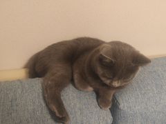 -宠爱国际动物医院· 猫科· 外科·中兽医(长白店)