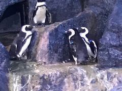 -暹罗海洋世界