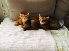 -猫大福·Fortune Cat猫舍(百子湾店)