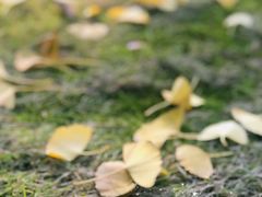 -重庆市江北嘴中央商务区中央公园