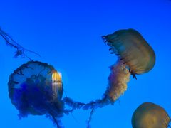 -太平洋海底世界