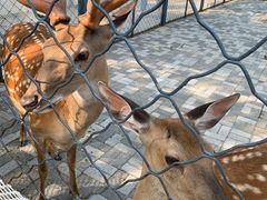 -长白岛森林公园