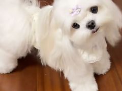 -爱侣宠医·鹦鹉专科·小型哺乳类·异宠专科(灵石路店)