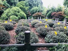 -十八棵（老龙井）御茶园(老龙井店)