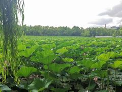 -长春市南湖公园