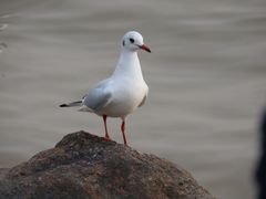 -深圳湾公园(南山区)