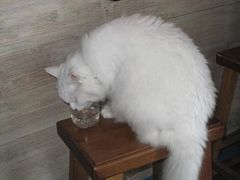 -Babycat私家御饼屋(龙头路一店)