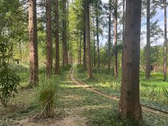 -黄海国家森林公园